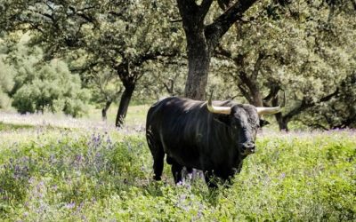 La Gazette de Nimes – Chez Fabrice Torrito, éleveur de taureaux en Andalousie